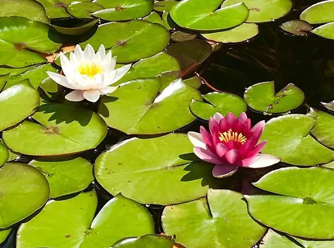Haus Adams - Wohlfuehl Gaestehaus * Boppard