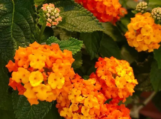 Haus Adams - Wohlfuehl Gaestehaus Hotel